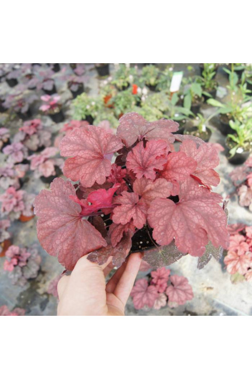 Żurawka 'Root Beer' Heuchera
