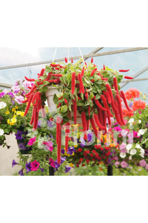 Pokrzywiec (kocie ogony) | Acalypha