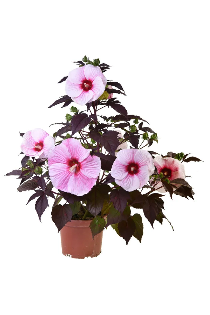 Hibiskus Summerific 'Starry Night' | Hibiscus