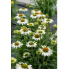 Jeżówka 'White Pearl' | Echinacea