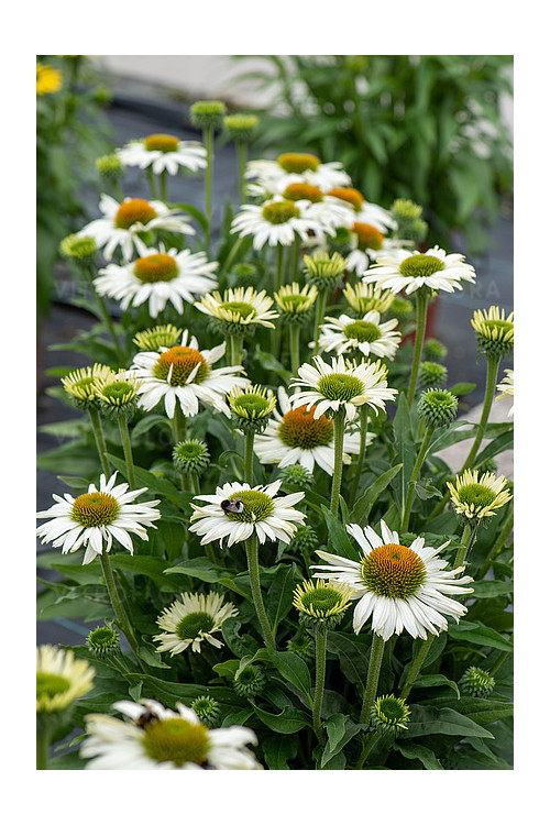 Jeżówka 'White Pearl' | Echinacea