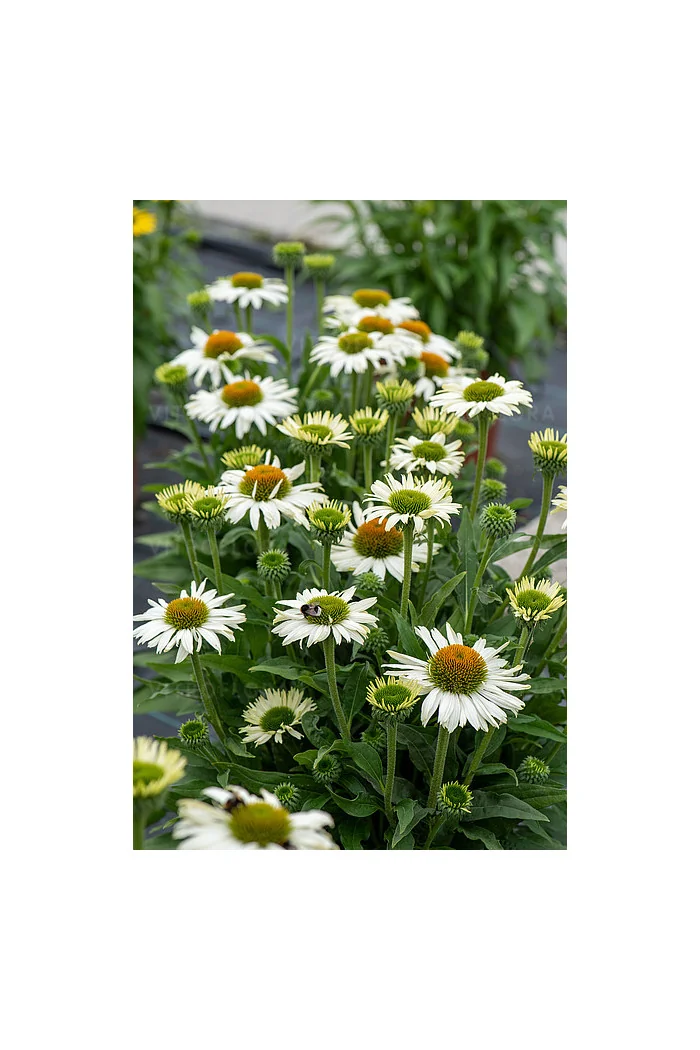 Jeżówka 'White Pearl' | Echinacea
