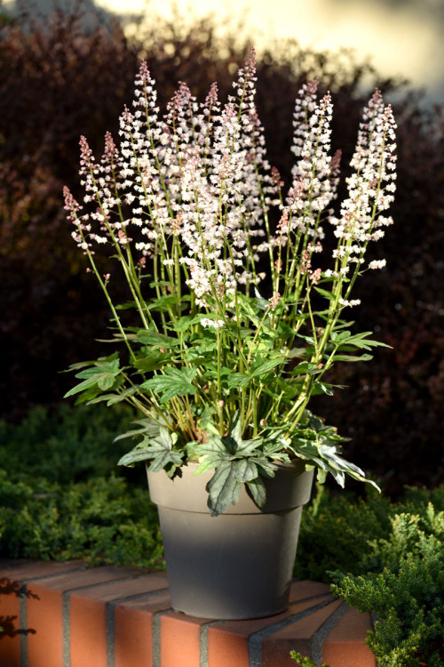 Żuraweczka 'White Revolution' | Heucherella