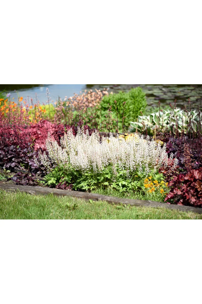 Żuraweczka 'White Revolution' | Heucherella