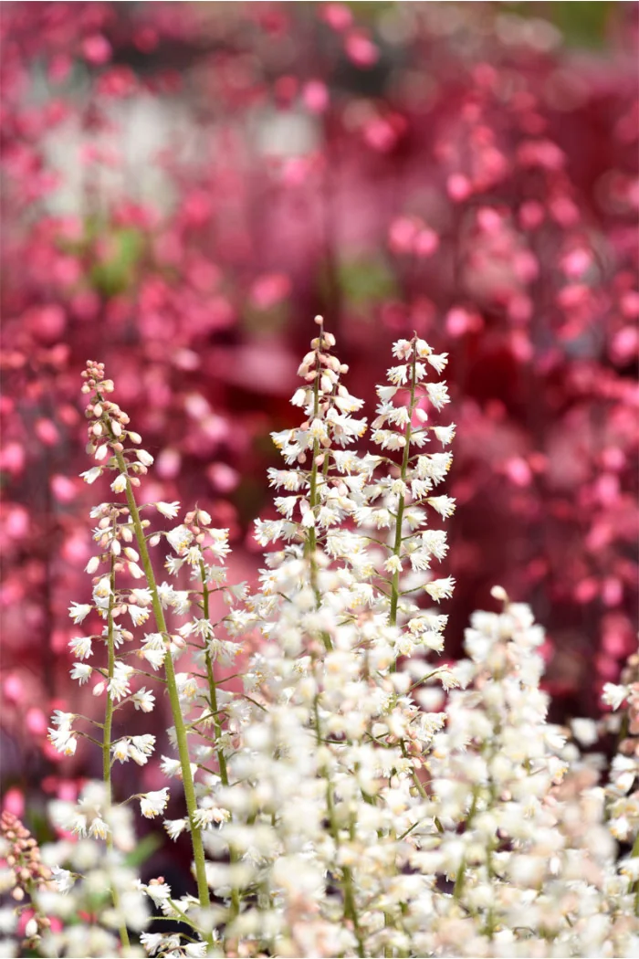 Żuraweczka 'White Revolution' | Heucherella