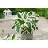 Funkia 'Patriot' | Hosta