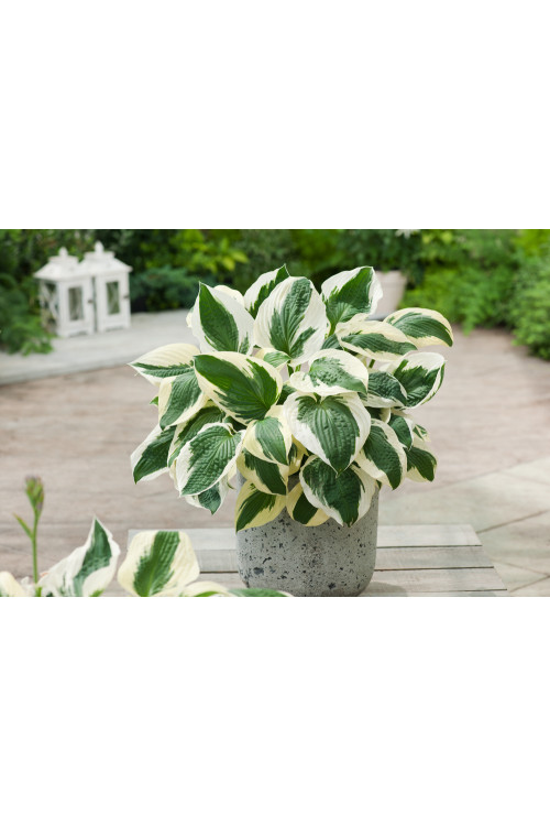 Funkia 'Patriot' | Hosta