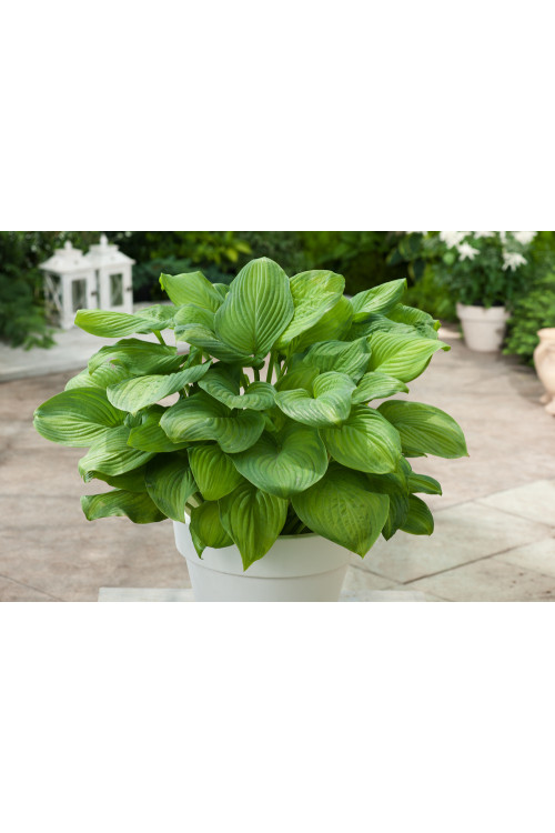 Funkia 'Guacamole' | Hosta