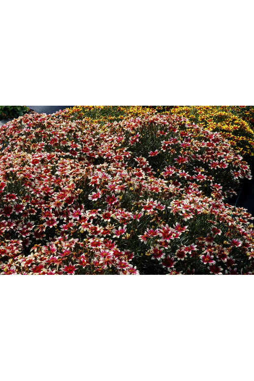 Nachyłek okółkowy 'Sunstar Rose'| Coreopsis verticillata