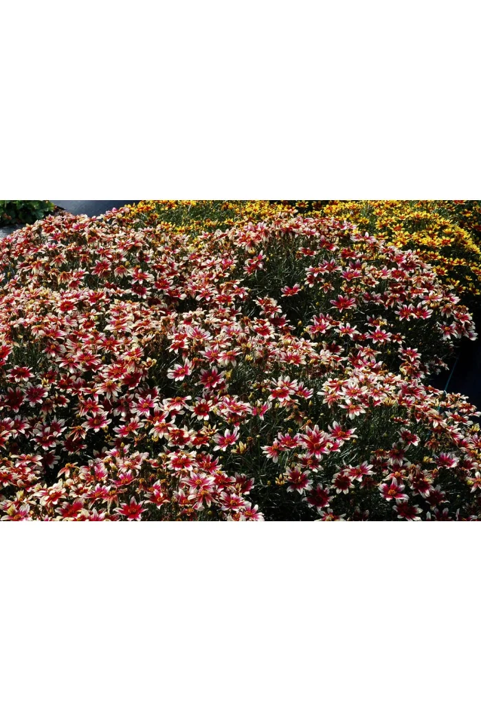 Nachyłek okółkowy 'Sunstar Rose'| Coreopsis verticillata