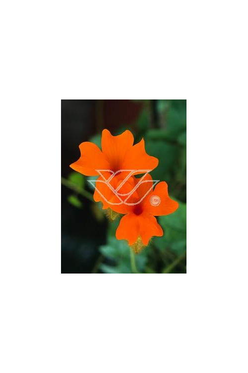 Tunbergia 'Gregory' | Thunbergia