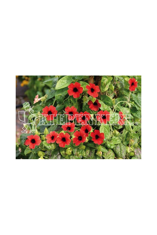 Tunbergia 'Arizona Dark Red' | Thunbergia