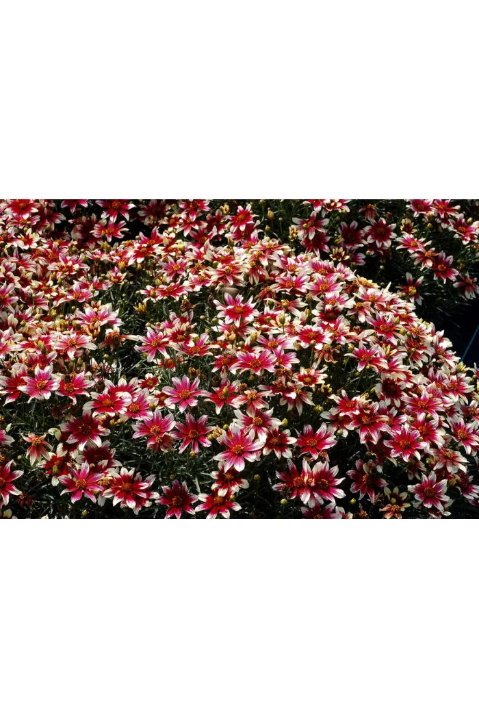 Nachyłek okółkowy 'Sunstar Rose'| Coreopsis verticillata