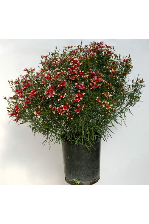 Nachyłek okółkowy 'Sunstar Rose'| Coreopsis verticillata