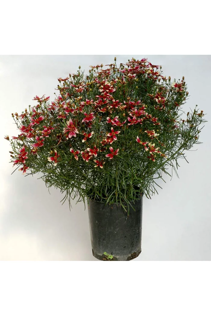 Nachyłek okółkowy 'Sunstar Rose'| Coreopsis verticillata