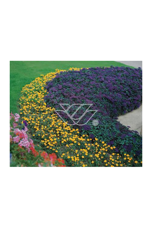 Heliotrop 'Nautilus Blue' div class'lat' Heliotrope /div