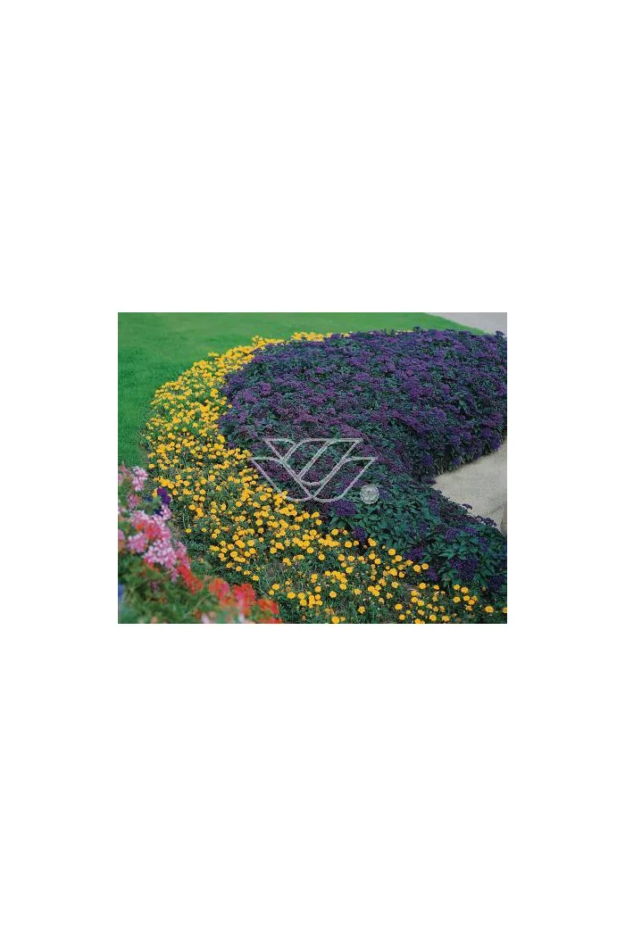 Heliotrop 'Nautilus Blue' div class'lat' Heliotrope /div