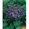 Heliotrop 'Nautilus Blue' div class'lat' Heliotrope /div