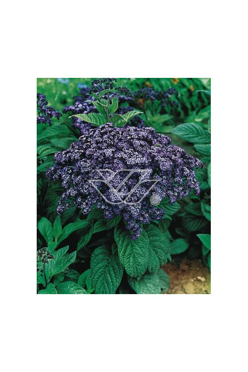 Heliotrop 'Nautilus Blue' div class'lat' Heliotrope /div