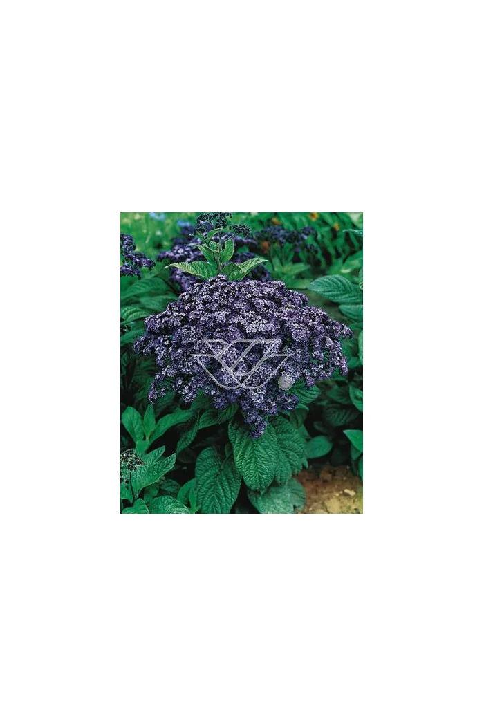 Heliotrop 'Nautilus Blue' div class'lat' Heliotrope /div
