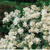 Obiela mieszańcowa 'The Bride' Exochorda macrantha