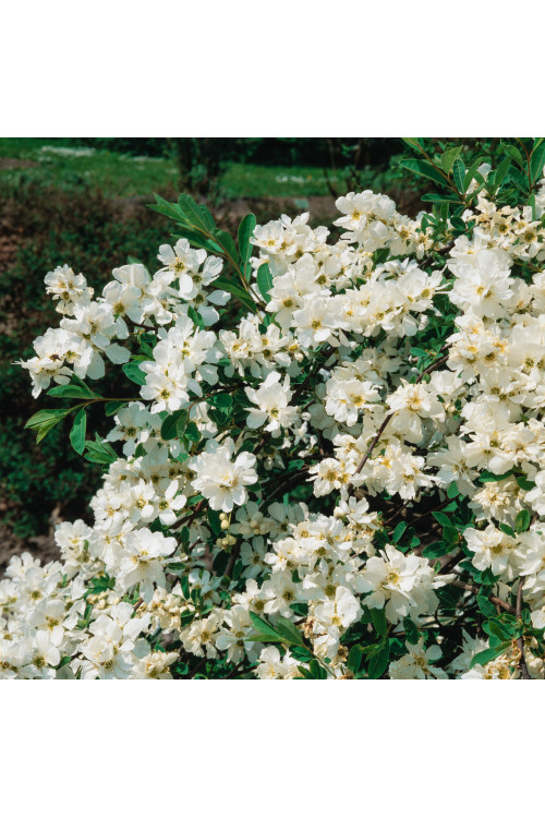 Obiela mieszańcowa 'The Bride' Exochorda macrantha