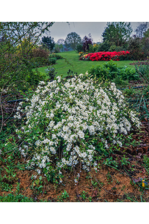 Obiela mieszańcowa 'The Bride' Exochorda macrantha