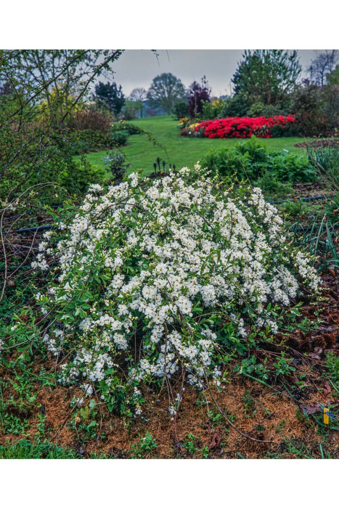Obiela mieszańcowa 'The Bride' Exochorda macrantha