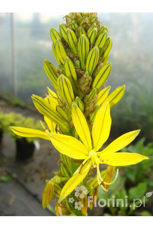 Złotnica złota | Asphodeline lutea