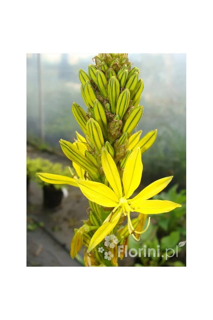 Złotnica złota | Asphodeline lutea