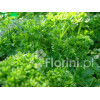 Pietruszka Petroselinum crispum 'Smaragd'