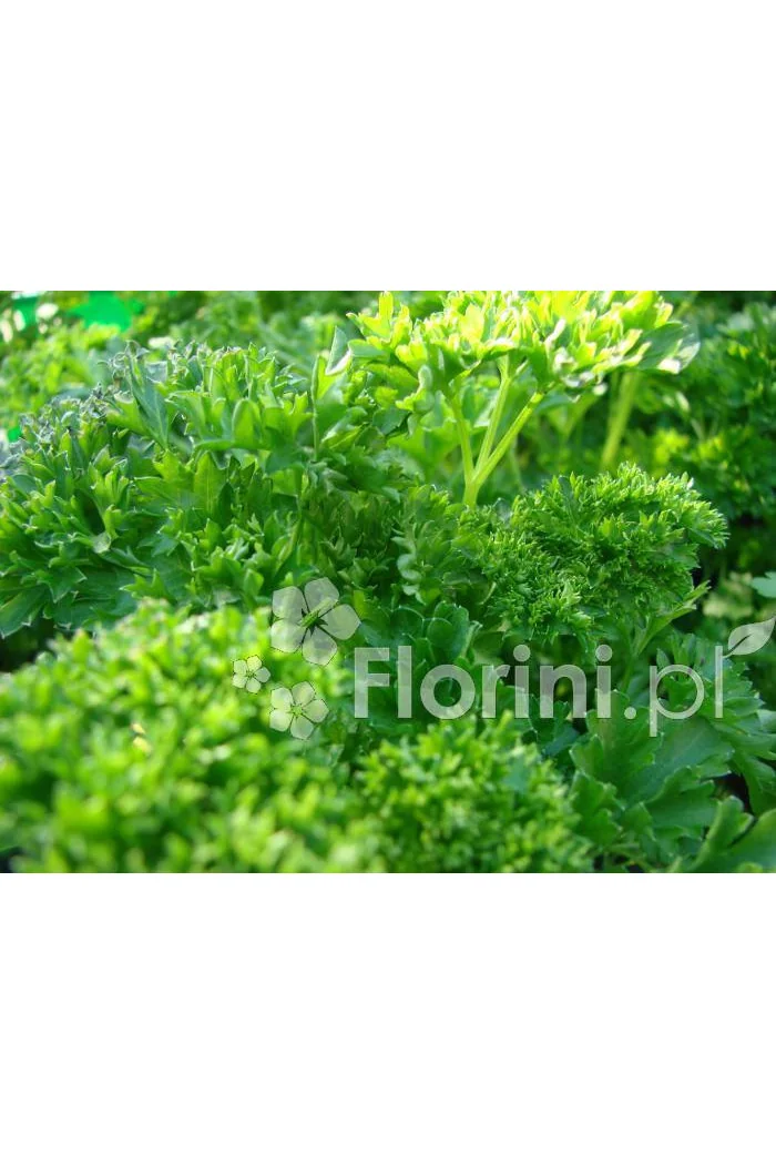 Pietruszka Petroselinum crispum 'Smaragd'