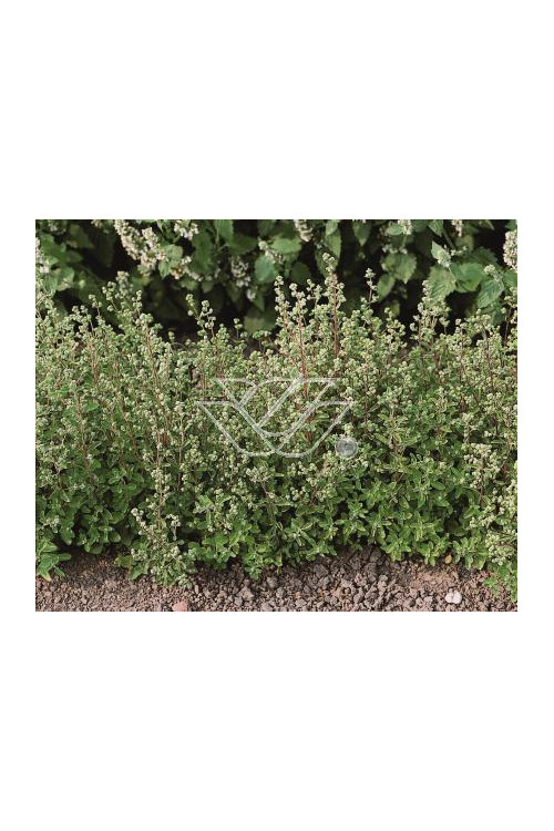 Majeranek Origanum majorana