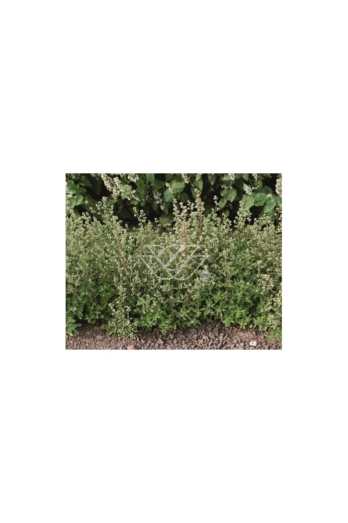 Majeranek Origanum majorana