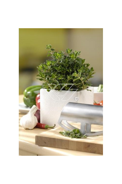 Majeranek Origanum majorana