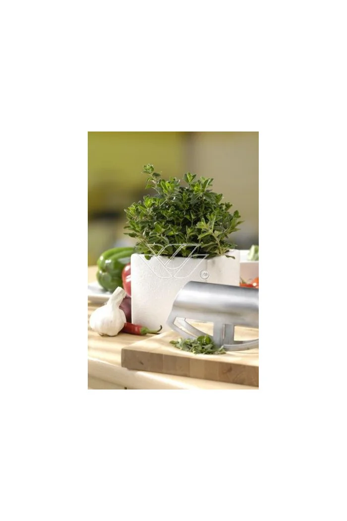 Majeranek Origanum majorana