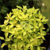 Oregano 'Aureum' Origanum vulgare