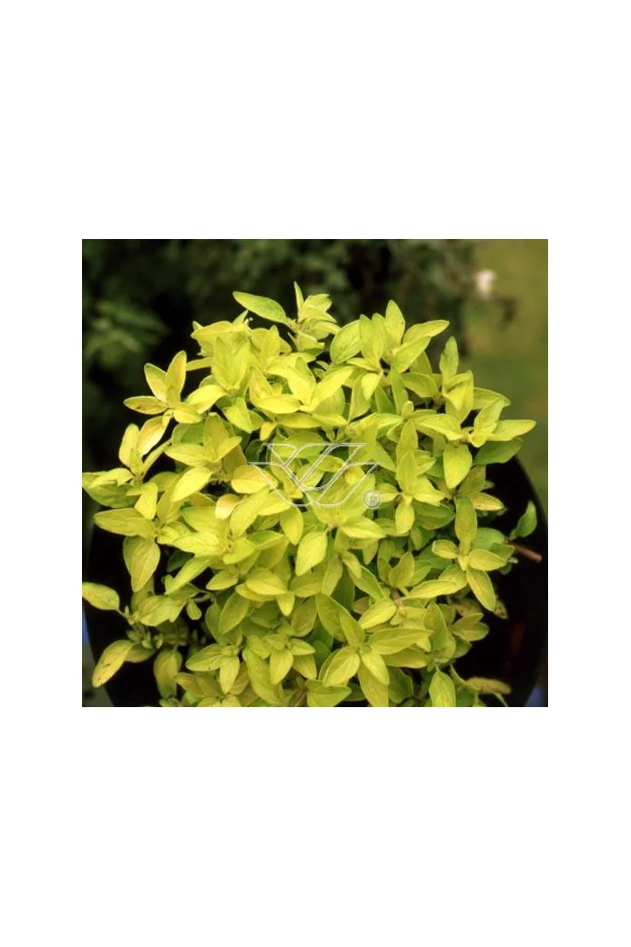 Oregano 'Aureum' Origanum vulgare