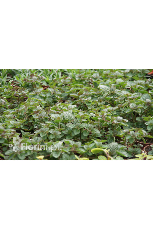 Mięta jagodowo-śmietankowa Mentha 'Berries & Cream'