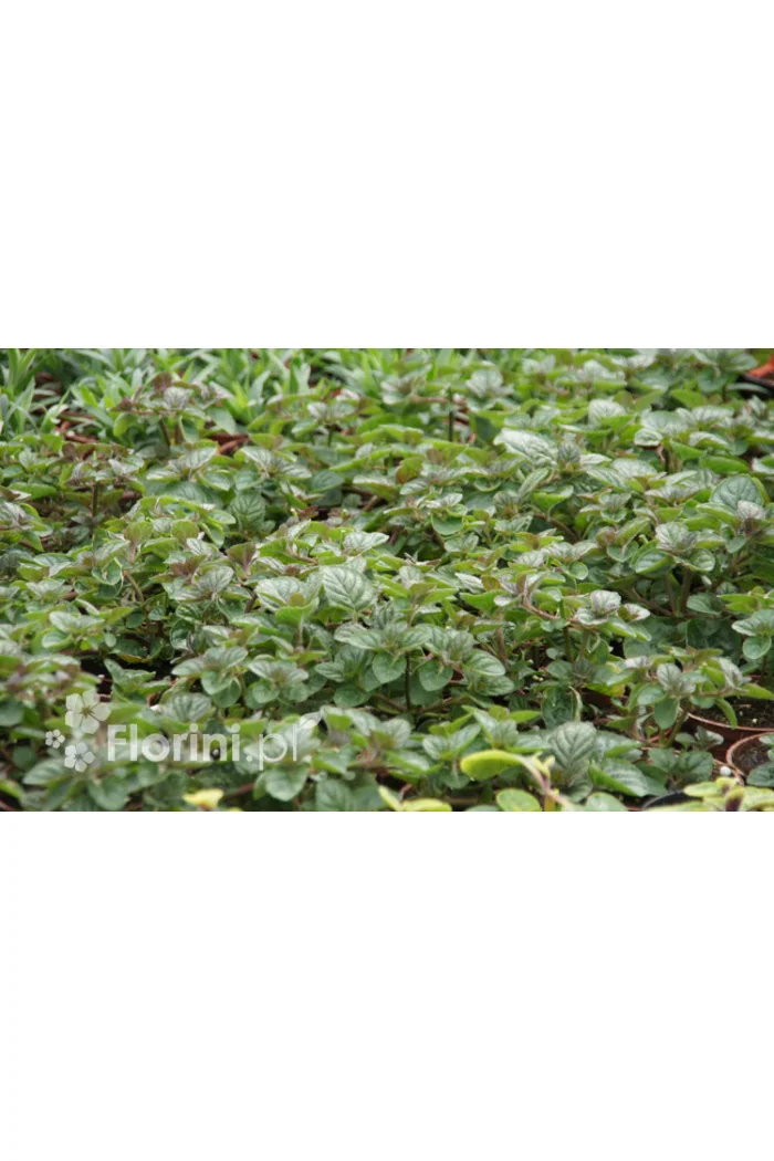 Mięta jagodowo-śmietankowa Mentha 'Berries & Cream'