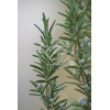 Rozmaryn Rosmarinus officinalis 'Upright'