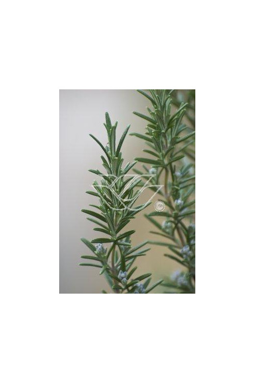 Rozmaryn Rosmarinus officinalis 'Upright'