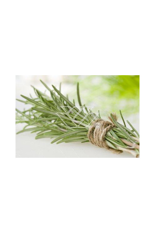 Rozmaryn Rosmarinus officinalis 'Upright'