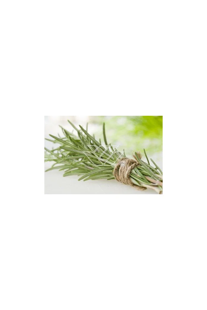 Rozmaryn Rosmarinus officinalis 'Upright'