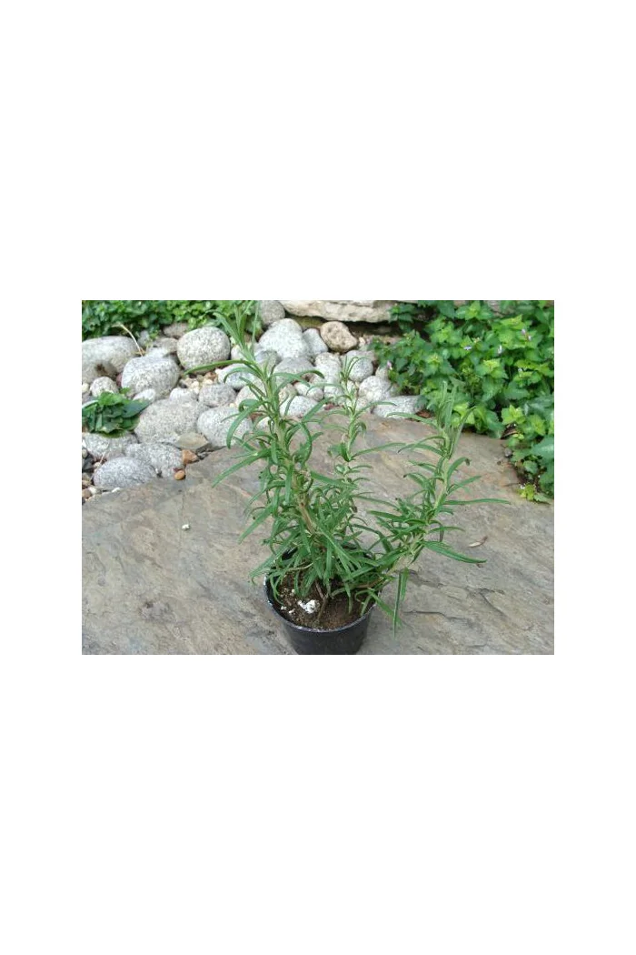 Rozmaryn Rosmarinus officinalis 'Upright'