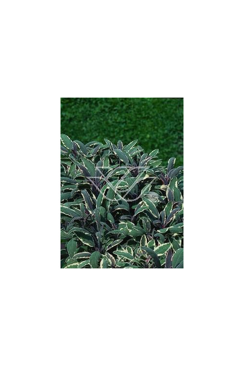 Szałwia lekarska 'Tricolor' Salvia officinalis