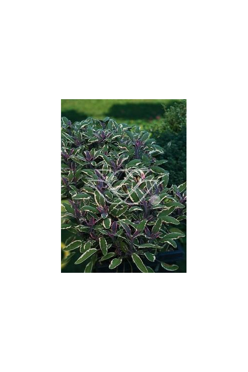 Szałwia lekarska 'Tricolor' Salvia officinalis