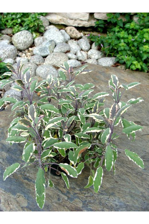 Szałwia lekarska 'Tricolor' Salvia officinalis