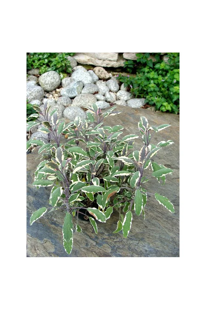 Szałwia lekarska 'Tricolor' Salvia officinalis