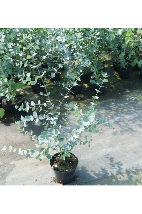 Eukaliptus górski Eucalyptus gunni